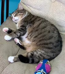 Our office cat Chizzly